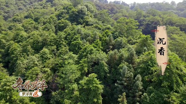 “冬养罗浮”康养品牌发布！在引领区过冬是怎样一种体验？