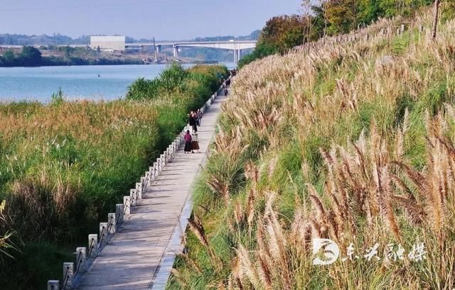 来东兴花萼湿地，感受城市的绿韵时光