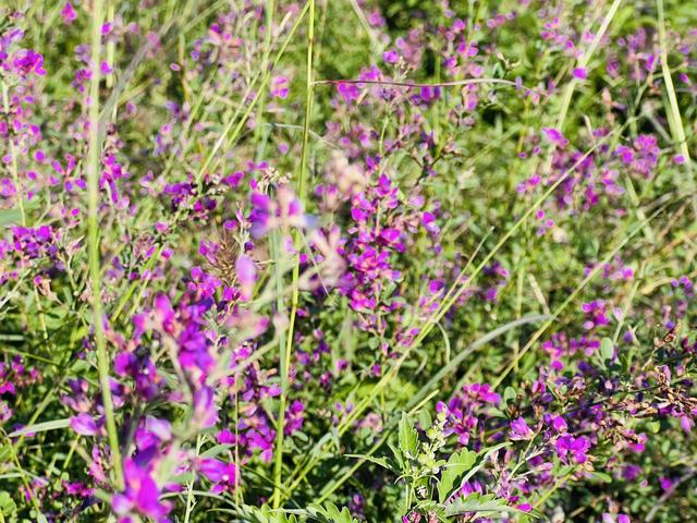 人在旅途（1）：我的家乡，山东安丘一个小山村。