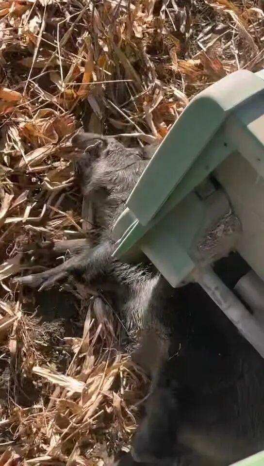 新疆阿克苏一片正在收割的玉米地窜出3头野猪，收割机“追截”2小时抓住1头