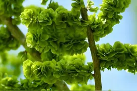 8种常见树木的花（果）可以食用，你吃过几种？图片