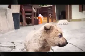 失踪三年的狗狗与主人在街头重逢图片