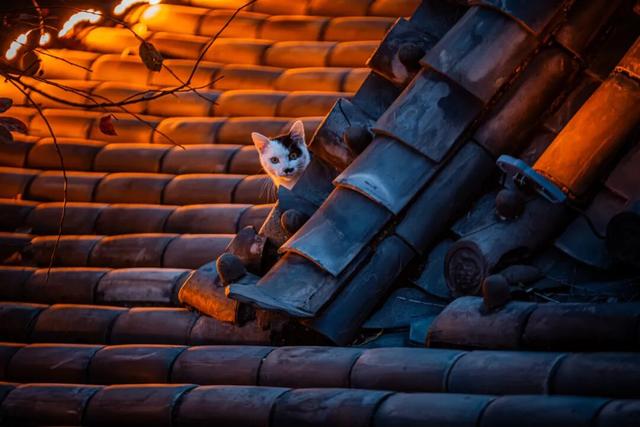 我们把台儿庄古城的秋天“晒”满了朋友圈，温柔了整座古城的初冬