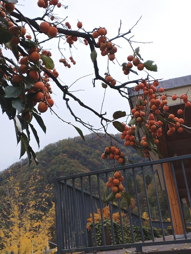 秦岭之秋：一场与山水的温柔邂逅