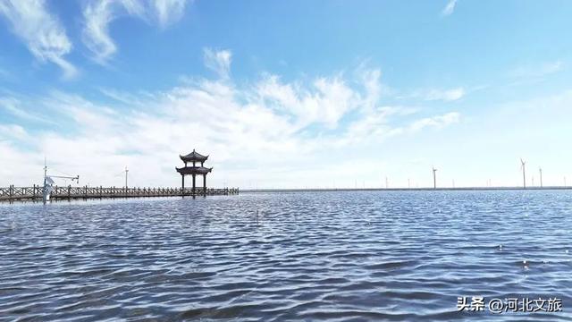 走进张家口，感受秋日红海滩的浪漫与诗意，还有各种鸟儿翩翩起舞