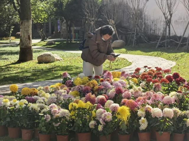 太美了！九江人私藏的赏菊地，错过等一年