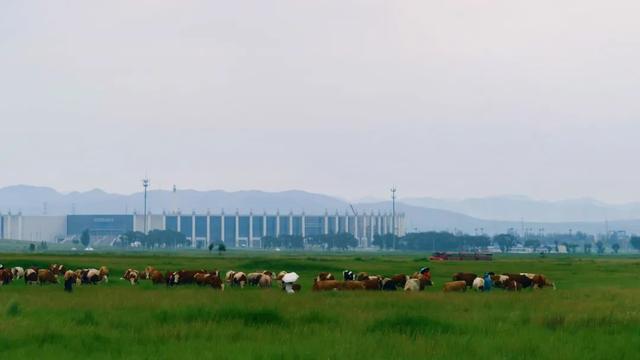 漫游敕勒川 | 与风共赴一场草原之约