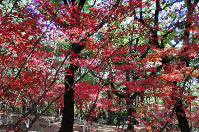 云南昆明最大的赏枫胜地，有6000余株枫树，红叶与古寺相映成趣