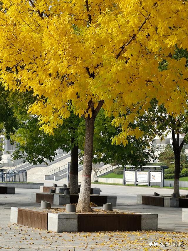 五线小城里的银杏大道,美翻全网的深秋景色原来在这里