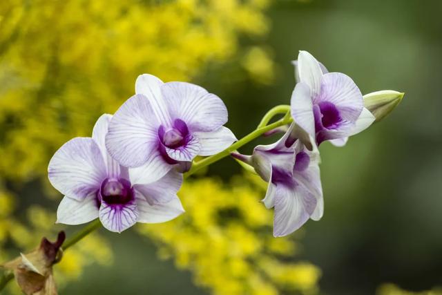 以花之名，邂逅满园春色