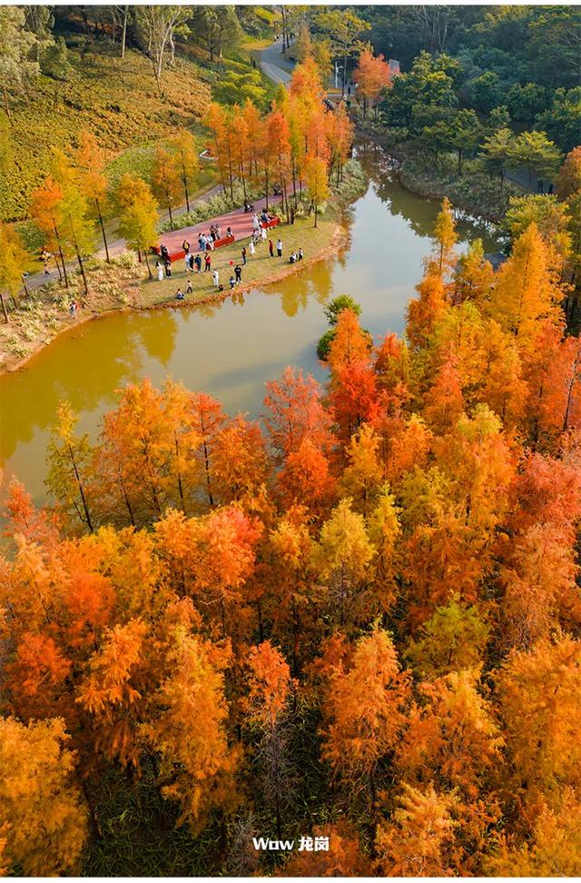 红了!龙岗落羽杉进入最佳观赏期!最全打卡攻略→