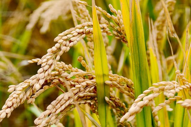 宿州有一座稻田图书馆，远离闹市，环境优美，成为了一处文化地标