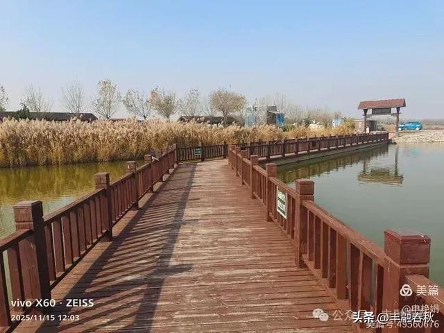 苇风载秋，鹤影映波——河北黄骅南大港湿地的初冬漫游｜ 申艳娟