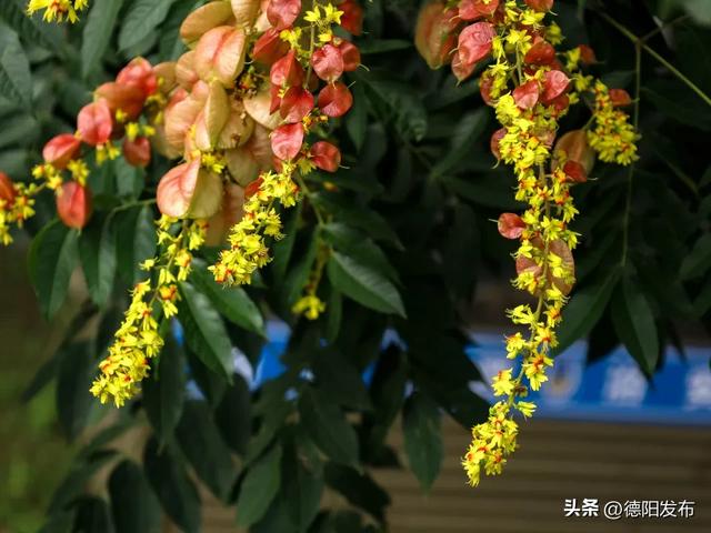 这几天，德阳这些地方超好看！你发现了吗？