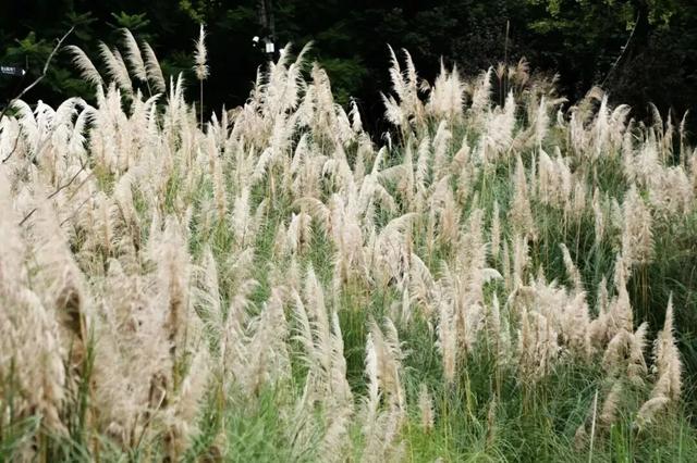 谁说重庆没有秋天?都藏在这些公园里→