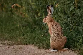 抓野兔的技巧—实战篇！图片