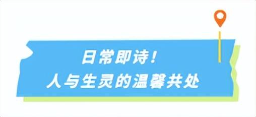 邯郸这里有个“天鹅湖”！