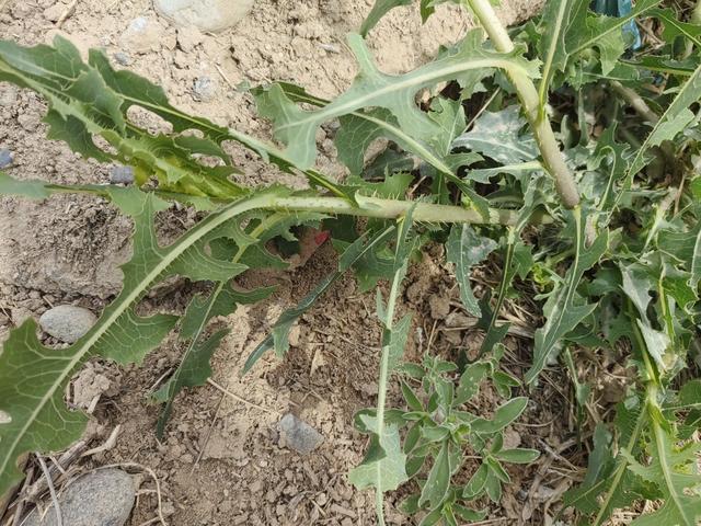 野莴苣：外形像翅果菊，它是一种有毒草本
