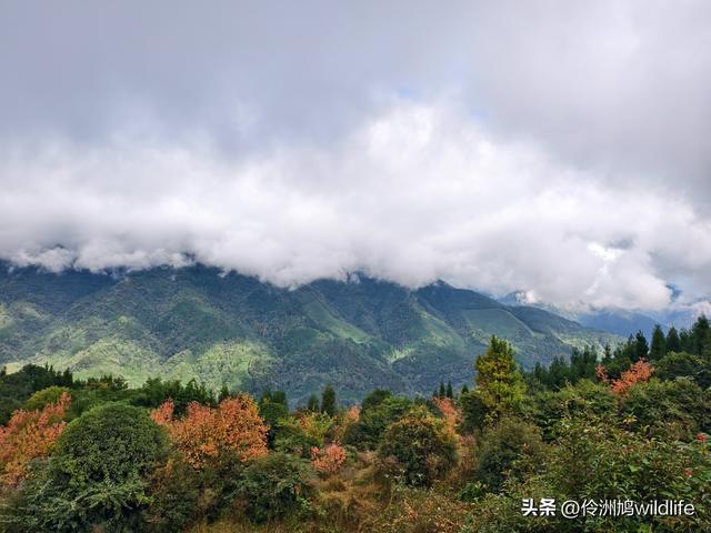 四川行(73)什邡红枫岭徒步到钟鼎寺