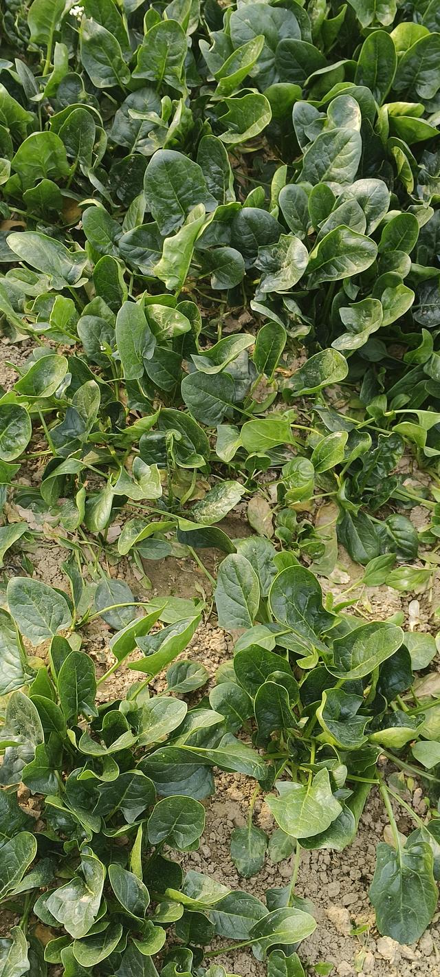 乡村采风：邂逅田园的诗意