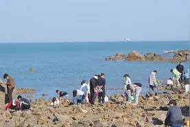 一挖一麻袋！千万别错过！未来三天日照将“落大潮”！图片