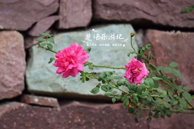 宁波这里的银杏已经变黄了，青砖黛瓦与之映衬，烟雨之中更有诗意