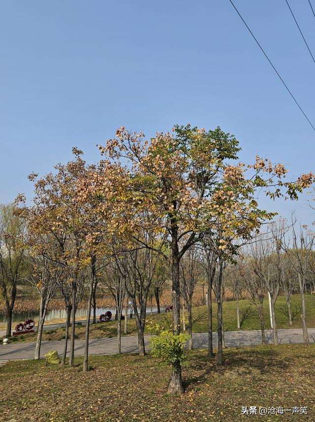 我与初冬有个约会，金黄的，绿黄的，红色的，湛蓝的，拥抱自然吧