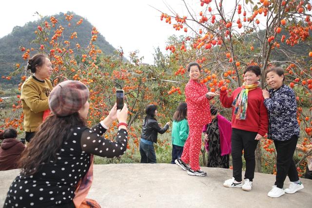 贵州黔南：初冬“柿柿”如意“柿”景醉游人