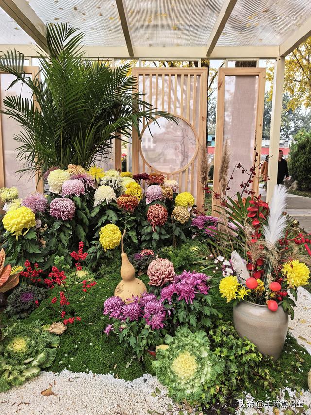 秋风独宠一园菊，晚来香艳出樊篱——北京北海公园2025年菊花展