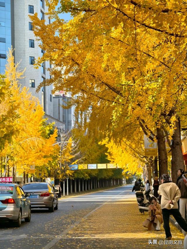 美爆！美爆！超全攻略！超出片！🤳昆明银杏黄金倒计时，抓紧时间冲~