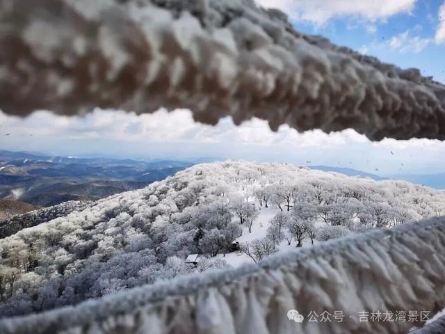 央视都来打卡！龙湾四方顶的玉树琼花，美成冰雪天花板