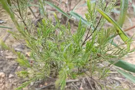 昔日“铁扫把”，在山上就有，如今极为珍贵，可惜很多人不了解图片