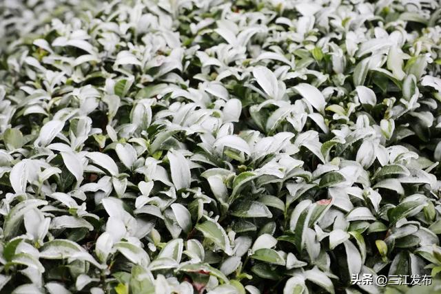 寒潮“炫技”成功！三江这地方浪漫值拉满