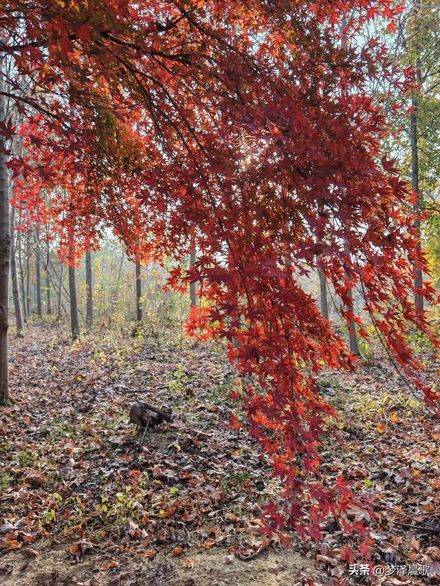 千年古城湖北云梦 冬日暖阳红枫艳