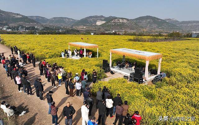 菊田为幕 天籁为章 长清神秀谷百亩金菊盛开