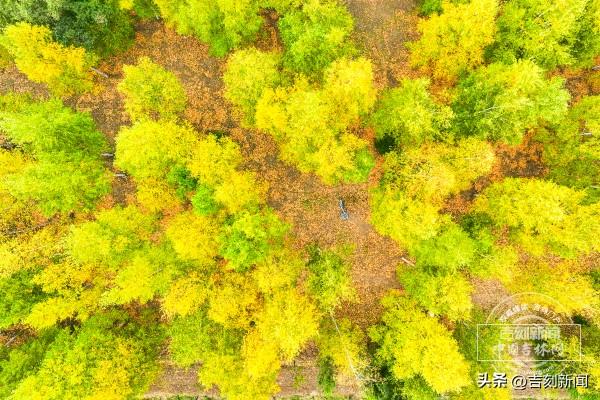 新发路观察｜一叶知心，一叶知城