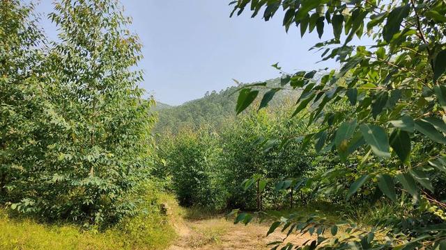 日本和美国早已禁种，那中国为何依然大力种植？背后的原因不简单