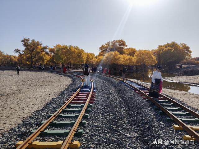 额济纳旗胡杨林