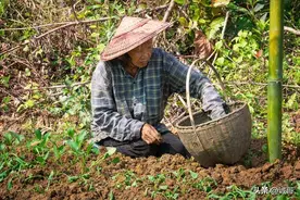五个适合懒人种植农村项目，成本低效益高，比种粮食好很多。图片