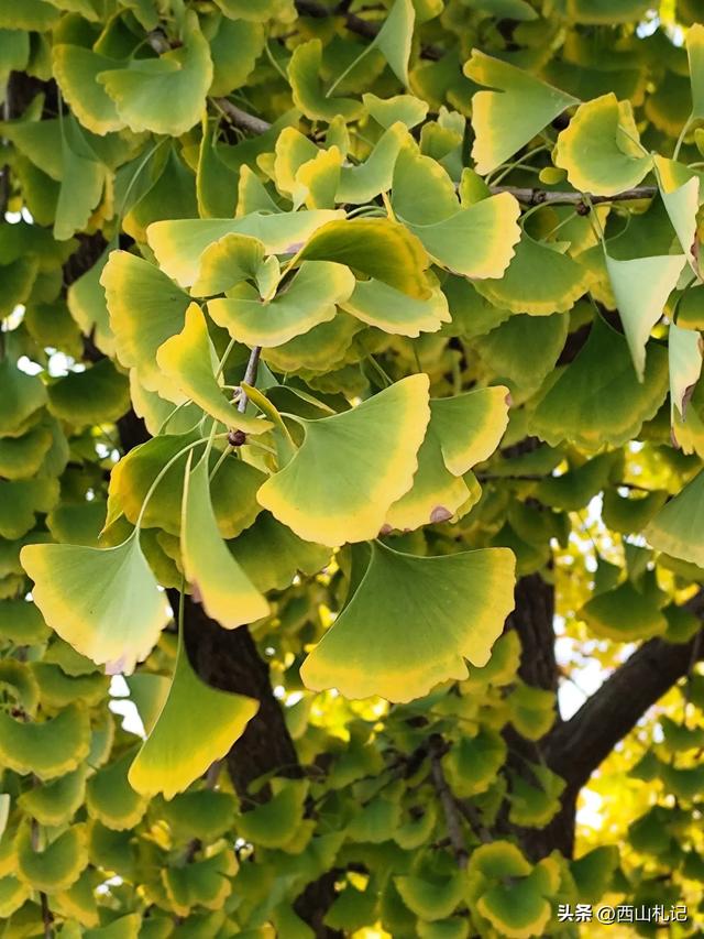 五线小城里的银杏大道，美翻全网的深秋景色原来在这里