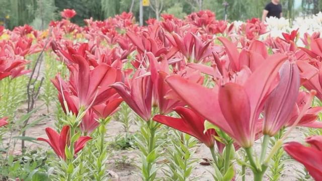 30余万株百合花盛放青格达湖畔~~~