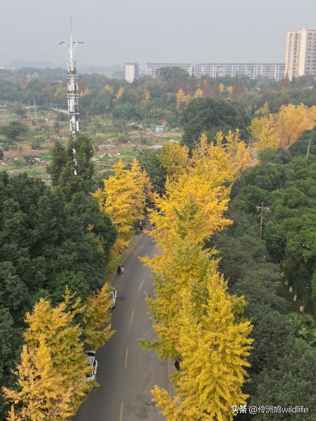 成都徒步（71）·昭觉寺银杏&升仙湖水杉