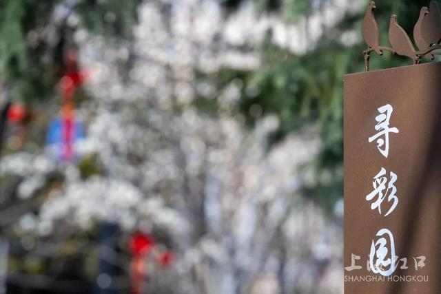 抬头看白玉兰，还能登顶“白玉兰”！虹口的春天太会了！