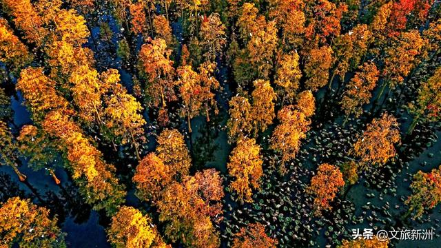 水上森林“红”了！武汉冬日观鸟秘境，邂逅油画里的万鸟齐飞