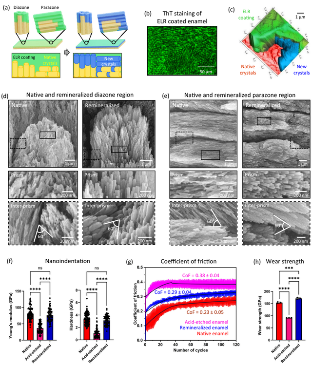 革命性牙釉质再生技术：从实验室到临床的突破