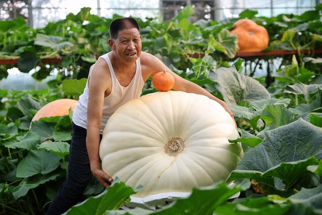 为啥山东盛产“巨人级”物产？看气候、科技与文化联动