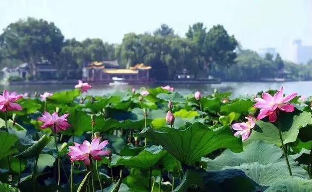 荷花：夏日一道靓丽的风景