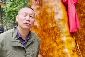 金丝楠木很值钱，为什么基本没人种植金丝楠木呢？图片