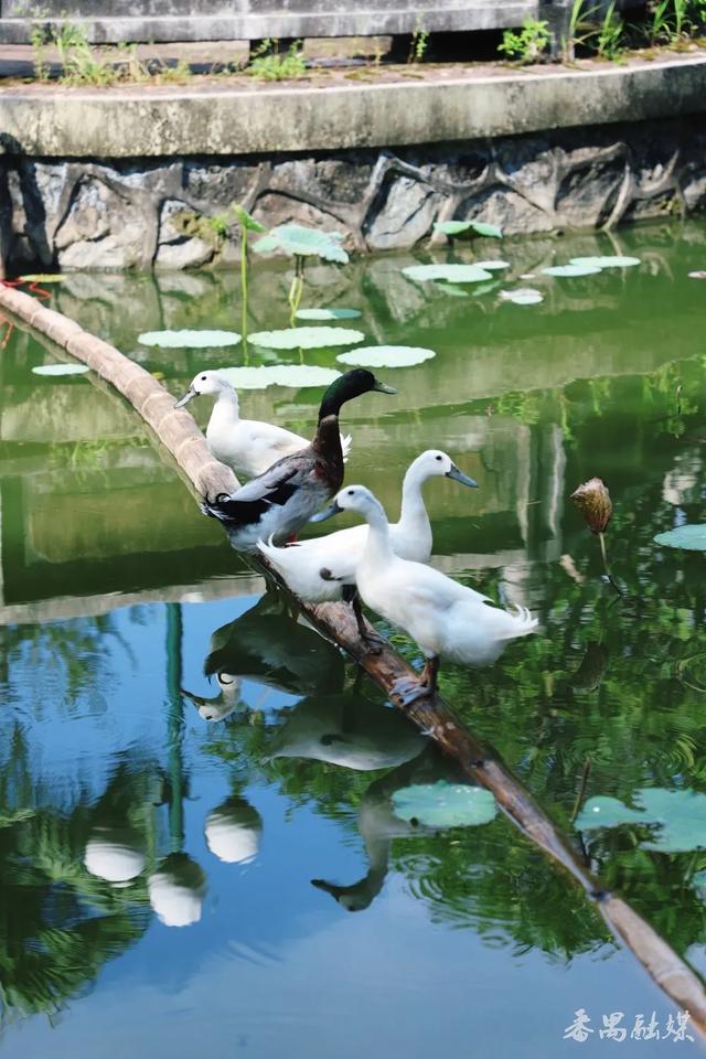 跟着电影打卡市桥，感受光影中的岭南温度！