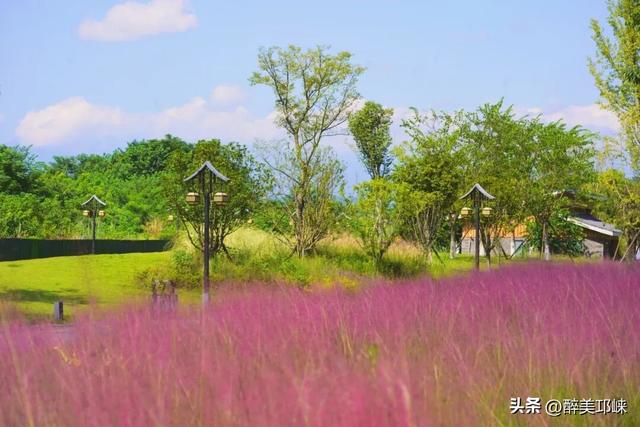 花漾邛州 | 秋日限定美景，粉黛登场！